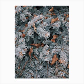 Blue Pine Branches Canvas Print