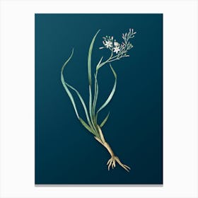 Vintage Phalangium Bicolor Botanical Art on Teal Blue n.0303 Canvas Print