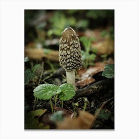 Wild Mushroom // Nature Photography 1 Canvas Print