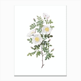 Vintage White Burnet Roses Botanical Illustration on Pure White n.0915 Canvas Print