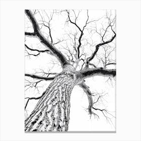 Bare Tree 3 Canvas Print