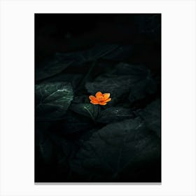 Flower In The Dark 9 Canvas Print