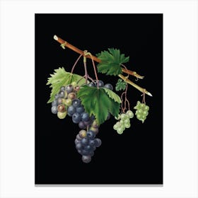Vintage Grape from Ischia Botanical Illustration on Solid Black n.0488 Canvas Print