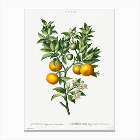 Bitter Sweet Oranges, Pierre Joseph Redoute Canvas Print