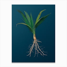 Vintage Date Palm Tree Botanical Art on Teal Blue n.0403 Canvas Print