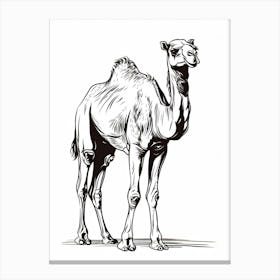 B&W Camel Canvas Print