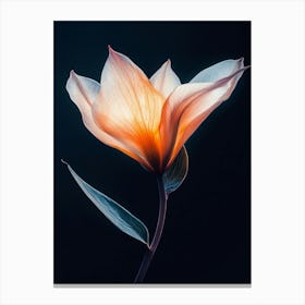 Tulip 5 Canvas Print