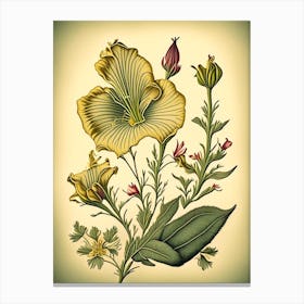 Evening Primrose Wildflower Vintage Botanical 1 Canvas Print