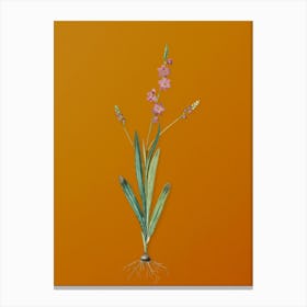 Vintage Ixia Scillaris Botanical on Sunset Orange n.0218 Canvas Print