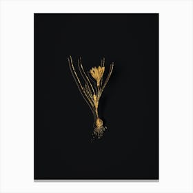 Vintage Ixia Filifolia Botanical in Gold on Black n.0527 Canvas Print