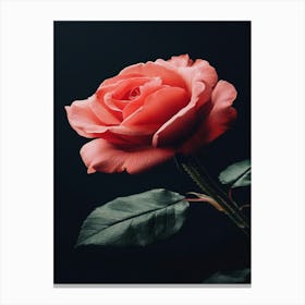 Pink Rose On Black Background 81 Canvas Print