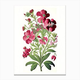Sweet William 2 Floral Botanical Vintage Poster Flower Canvas Print