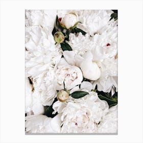 White Peonies Canvas Print