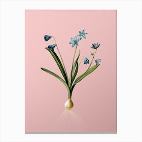 Vintage Scilla Amoena Botanical on Soft Pink n.0003 Canvas Print