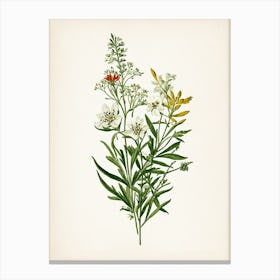 Vintage Botanical Galleria Style Wildflower Painting 31 Canvas Print