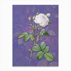 Vintage White Provence Rose Botanical Illustration on Veri Peri n.0540 Canvas Print