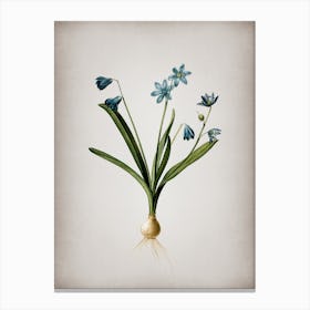 Vintage Scilla Amoena Botanical on Parchment n.0044 Canvas Print