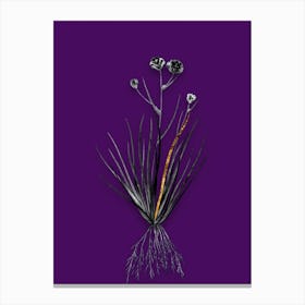 Vintage Blue CornLily Black and White Gold Leaf Floral Art on Deep Violet n.0683 Canvas Print