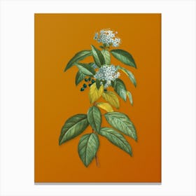 Vintage Laurustinus Botanical on Sunset Orange n.0390 Canvas Print