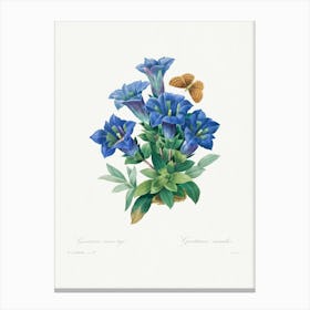 Gentiana Acaulis, Pierre Joseph Redouté Canvas Print