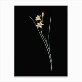 Vintage Gladiolus Botanical Illustration on Solid Black n.0405 Canvas Print