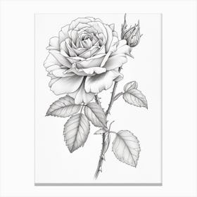 Roses Sketch 34 Canvas Print
