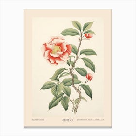 Benifuuki Japanese Tea Camellia 1 Vintage Japanese Botanical Poster Canvas Print