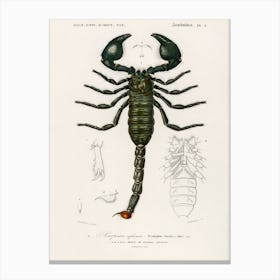 The Emperor Scorpion (Buthus Afer), Charles Dessalines D' Orbigny Canvas Print