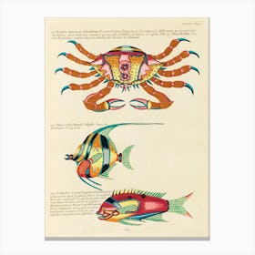 Colourful And Surreal Illustrations Of Fishes And Crab Found In The Indian And Pacific Oceans, Louis Renard (69) Canvas Print