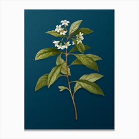 Vintage Sweet Pittosporum Branch Botanical Art on Teal Blue n.0351 Canvas Print