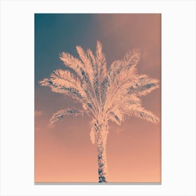 Palm Tree 1 Canvas Print