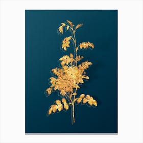 Vintage Alpine Rose Botanical in Gold on Teal Blue n.0346 Canvas Print