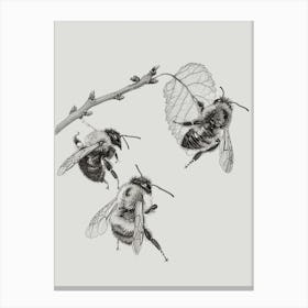 Leafcutter Bee Storybook Illustration 1 Canvas Print