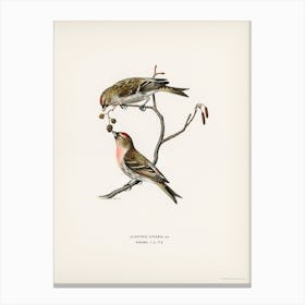 Common Linnet (Acanthis Linaria), The Von Wright Brothers Canvas Print