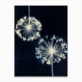 Blue white alliums Canvas Print