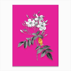 Vintage Musk Rose Black and White Gold Leaf Floral Art on Hot Pink n.0109 Canvas Print