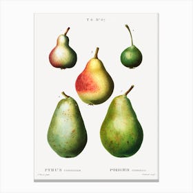 Pear, Pierre Joseph Redoute 3 Canvas Print