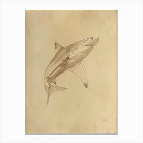 Pelagic Thresher Vintage Illustration 2 Canvas Print