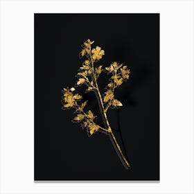 Vintage Cape African Queen Botanical in Gold on Black Canvas Print