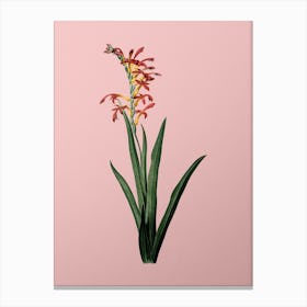 Vintage Antholyza Aethiopica Botanical on Soft Pink n.0599 Canvas Print