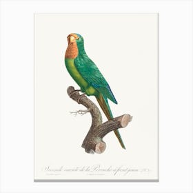 The Brown Throated Parakeet From Natural History Of Parrots, Francois Levaillant Canvas Print