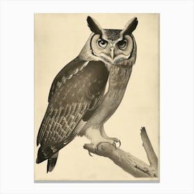 Philipine Eagle Owl Vintage Illustration 1 Canvas Print