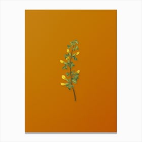 Vintage Common Cytisus Botanical on Sunset Orange n.0750 Canvas Print