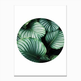 Green Leaf Circle Canvas Print