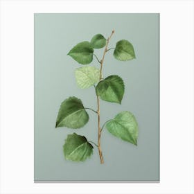 Vintage Quaking Aspen Botanical Art on Mint Green n.0434 Canvas Print