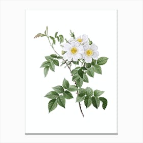 Vintage White Rosebush Botanical Illustration on Pure White Canvas Print