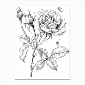 Rose With Petals Line Drawing 1 Canvas Print