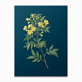 Vintage Argentine Senna Botanical Art on Teal Blue n.0821 Canvas Print