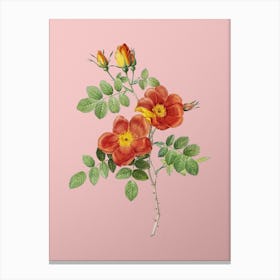 Vintage Austrian Briar Rose Botanical on Soft Pink n.0804 Canvas Print