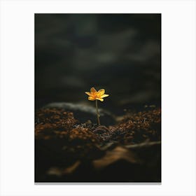 Single Yellow Flower 50 Canvas Print